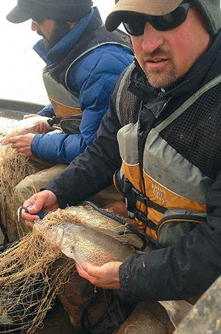 Kevin Rodden, southwest area regional biologist for the New Mexico Department of Game and Fish, works to untangle walleye from gill nets along with a New Mexico State University student volunteer. The fish are then moved to lakeside net pens for holding. Photo by Eric Mammoser, New Mexico Wildlife magazine Spring 2017 Vol60, Num1, New Mexico Department of Game and Fish.