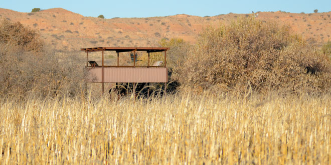 An elevated viewing platform at the Bernardo Wildlife Management Area provides visitors with a wonderful vantage point to watch wildlife. The platform is ideal for watching or photographing migrating sandhill cranes. New rules adopted in 2016 simplified access to encourage the public to get outdoors and experience nature. NMDGF photo by Zen Mocarski, New Mexico Wildlife magazine Spring 2017 Vol60, Num1, New Mexico Department of Game and Fish.