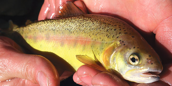 The Mora National Fish Hatchery produced trout in excess of recovery goals and over 5,000 of those were stocked into Lake Roberts in 2016. Photo by Zen Mocarski, New Mexico Wildlife magazine Spring 2017 Vol60, Num1, New Mexico Department of Game and Fish.