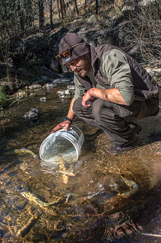 Andy Dean, Gila trout biologist with the U.S. Fish and Wildlife Service, places a bucket into Mineral Creek and watches as Gila trout reared at the Mora National Fish Hatchery, begin to explore their new habitat. Photo by Craig Springer, USFWS, New Mexico Wildlife magazine Spring 2017 Vol60, Num1, New Mexico Department of Game and Fish.