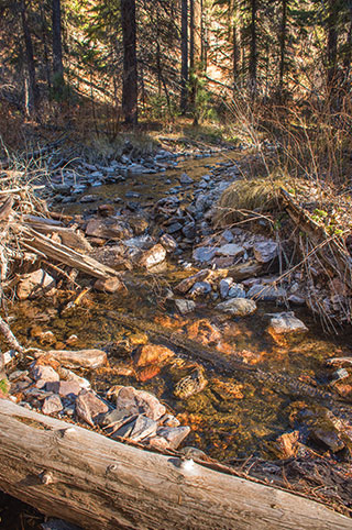 The Whitewater-Baldy Fire of 2012 didn’t directly impact fish in Mineral Creek, but the subsequent ash flows during the monsoonal rains created a toxic environment in the waterway, smothering the stream and killing aquatic life. It took four years before the water conditions were considered suitable for the reintroduction of Gila trout. USFWS photo by Brett Billings, New Mexico Wildlife magazine Spring 2017 Vol60, Num1, New Mexico Department of Game and Fish.