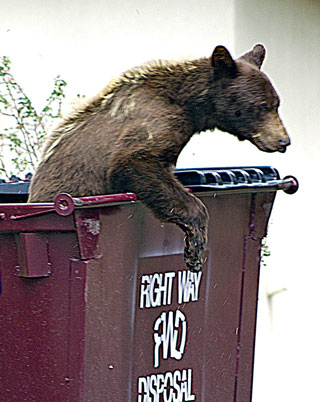 Black bears find human trash appealing and they are quite adept at getting into traditional dumpsters. Once an easy food source is discovered, bears will return to the same location to feed and relocated bears have been known to travel long distances to return to an easy food source. NMDGF photo, New Mexico Wildlife magazine Spring 2017 Vol60, Num1, New Mexico Department of Game and Fish.