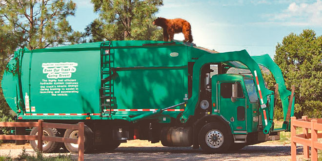 Unbeknownst to the driver, a bear was inside a dumpster on pickup day at the Los Alamos National Laboratories. After discovering the bear had climbed on top of the truck, the driver backed up to some trees. The bear climbed into a tree and eventually retreated to the woods. Photo courtesy Los Alamos National Laboratories, New Mexico Wildlife magazine Spring 2017 Vol60, Num1, New Mexico Department of Game and Fish.