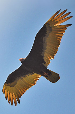 The underside of a turkey vulture’s wings is silver and they form a noticeable V shape when in flight. Unlike most bird species, a turkey vulture has a keen sense of smell and can locate a potential food source before it is seen. NMDGF photo by Zen Mocarski, New Mexico Wildlife magazine Spring 2017 Vol60, Num1, New Mexico Department of Game and Fish.
