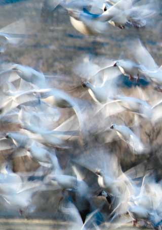 Intentionally blurred image of snow geese emphasizes movement in flight. Photos by Mark Watson. New Mexico Wildlife magazine Winter 2018 Vol61, Num1, New Mexico Department of Game and Fish.