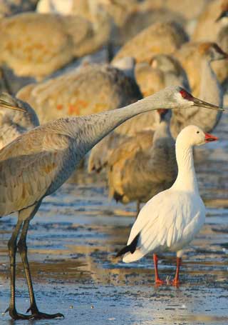 A snow goose looks on while a sandhill crane prepares for flight at first light. Photos by Mark Watson. New Mexico Wildlife magazine Winter 2018 Vol61, Num1, New Mexico Department of Game and Fish.