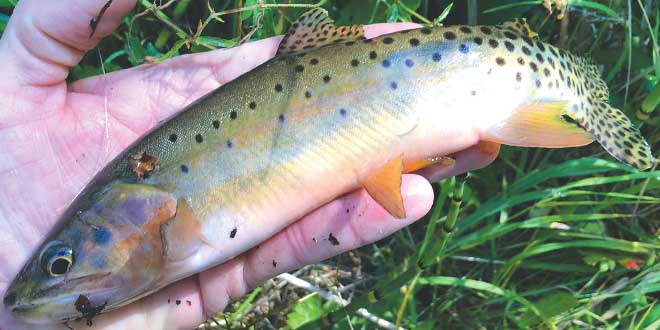 Rio Grande cutthroat trout. Photos by Craig Springer. New Mexico Wildlife magazine Winter 2018 Vol61, Num1, New Mexico Department of Game and Fish.