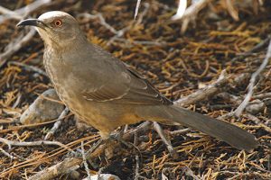 Curve-billed Thrasher. Department photo by Mark Watson. New Mexico Wildlife magazine Winter 2018 Vol61, Num1, New Mexico Department of Game and Fish.
