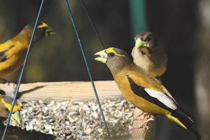Evening Grosbeaks. Department photo by Mark Watson. New Mexico Wildlife magazine Winter 2018 Vol61, Num1, New Mexico Department of Game and Fish.