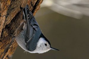 White-breasted Nuthatch. Department photo by Brad Ryan. New Mexico Wildlife magazine Winter 2018 Vol61, Num1, New Mexico Department of Game and Fish.