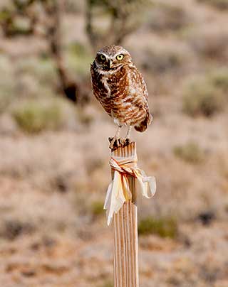 The burrowing owl was nicknamed the "howdy bird" because it seemed to be greeting people by bobbing its head up and down. Although it appeared to be a welcoming gesture, it is actually an act associated with agitation. Department photos by Dan Williams. New Mexico Wildlife magazine Winter 2018 Vol61, Num1, New Mexico Department of Game and Fish.