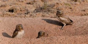  In areas where food is plentiful, burrowing owls can be found in greater densities and are most commonly associated with prairie dog towns. Burrowing owls will use burrows vacated by other animals, but few of those can match the craftsmanship of prairie dogs. New Mexico Wildlife magazine Winter 2018 Vol61, Num1, New Mexico Department of Game and Fish.