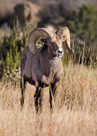 Rocky Mountain bighorn. NMDGF Photo by Martin Perea, New Mexico Wildlife magazine Winter 2018 Vol61, Num1, New Mexico Department of Game and Fish.