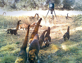 Coatis feeding at a Gould’s turkey baiting station along the Geronimo Trail in the Peloncillo Mountains, Coronado National Forest. Department photo by Casey Cardinal, New Mexico Wildlife magazine Winter 2018 Vol61, Num1, New Mexico Department of Game and Fish.