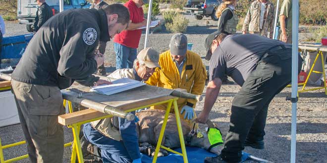 Dr. Kerry Mower, wildlife health specialist with the New Mexico Department of Game and Fish, assesses the health of a captured bighorn