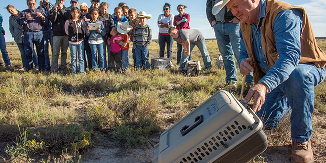 Greg Moore releases the first of eight black-footed ferrets into a prairie dog burrow.