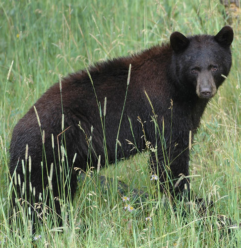 Q&A: Living with bears. Department photo by Dan Williams. (New Mexico Wildlife Magazine, Department of Game and Fish)