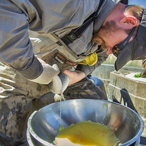 Mike Ruhl, native fish program manager, squeezes walleye eggs into a bowl. The eggs are then fertilized and transported to Rock Lake State Fish Hatchery. (New Mexico Wildlife Magainze, Department of Gamen and Fish)