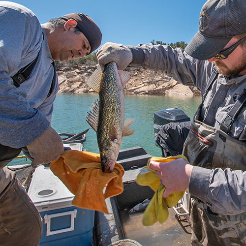 James Dominguez, AIS coordinator and Mike Ruhl, native fish program manager, prepare a walleye for egg removal by wiping the fish dry. (New Mexico Wildlife Magainze, Department of Gamen and Fish)