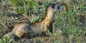 Black-footed ferret;Department photos by Jim Stuart. 