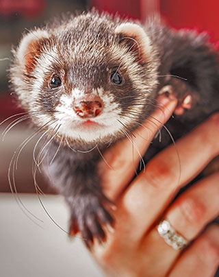 European ferret.