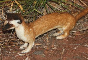 ) Long-tailed weasel. Department photos by Jim Stuart. 