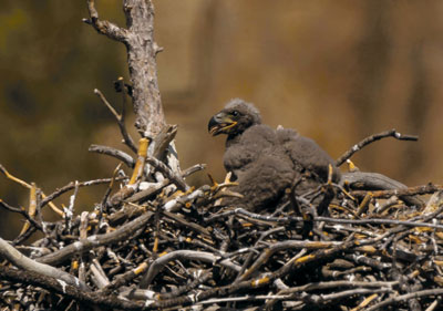 Bald eagle chick in the nest. Brad Ryan Wild Enchantment Photography
