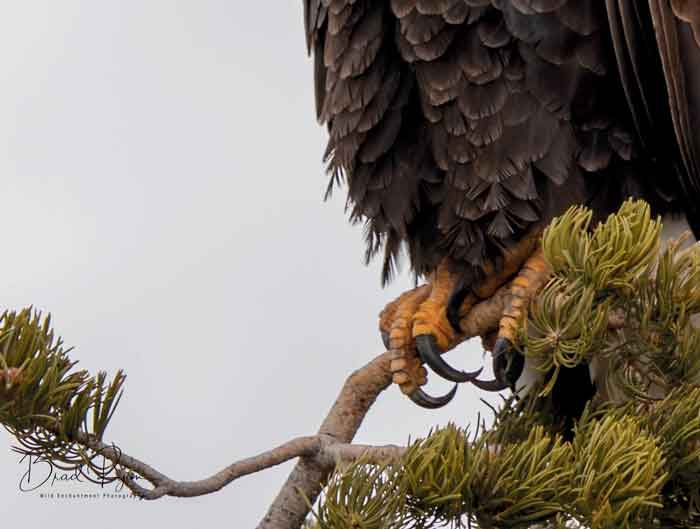 Close-up of talons. Brad Ryan Wild Enchantment Photography