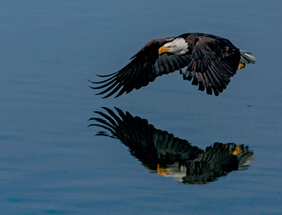 Bald Eagle (EwA Guide to the Birds of the Fells (Massachusetts, US)) ·  iNaturalist