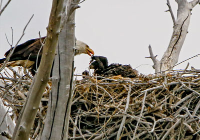 Feeding time at the nest. Brad Ryan Wild Enchantment Photography