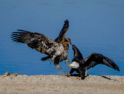 Cruising for fish. Brad Ryan Wild Enchantment Photography