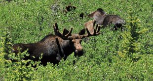 Two bull moose browsing willows at Tincup Pass, west of Buena Vista, Colo. Department photo by Mark Watson.