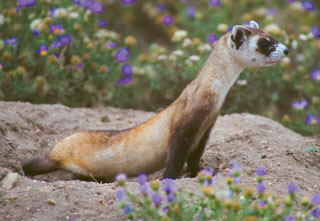 lack-footed ferret released at Soapstone Prairie Natural Area, Fort Collins, Colo. 2014. Photo by Bruce Gill, retired Colorado Parks & Wildlife