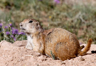 Black-footed ferrets rely on prairie dogs for food and burrows. 