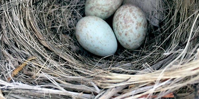 Bendire’s thrasher nest with eggs. Photo by Allison Salas, New Mexico State University graduate student.