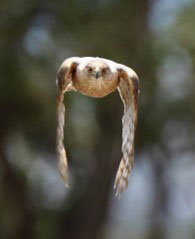 Red-tailed hawk: Photo credit Tom Koerner/USFWS.