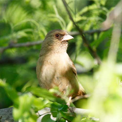 Abert’s towhee found near Red Rock WMA. Department photo by Mark Watson. 