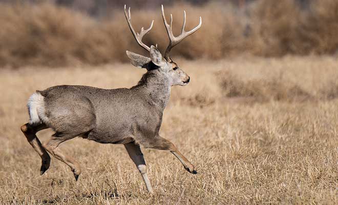 Mule deer buck at Bernardo WMA. Department photo by Martin Perea. 