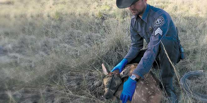 Conservation officer Kasey Gehrt prepares to take biological samples from an elk calf. Department photo by Alexa J. Henry.