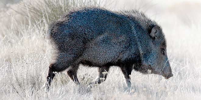 Out of RangeJavelina are making appearances in some of the most unlikely places