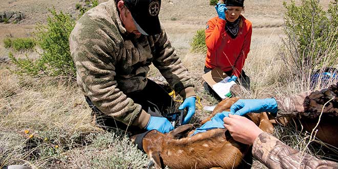 Big game program manager Nicole Tatman and conservation officer Jared Burns examine a captured calf. Department photo by Martin Perea.