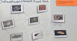 Chihuahuan Desert food web. Photo by Ginny Seamster.