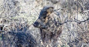 Javelina spotted at the Ladder Ranch.
