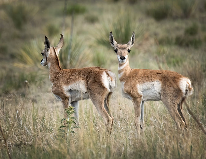 magazine exclsuive articles 2020 June conservation Pronghorn New Mexico High Plains Twinning Pronghorn of New Mexico’s High Plains