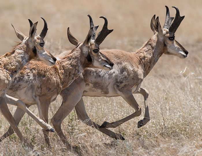 Pronghorn of New Mexico's High Plains - New Mexico Wildlife magazine