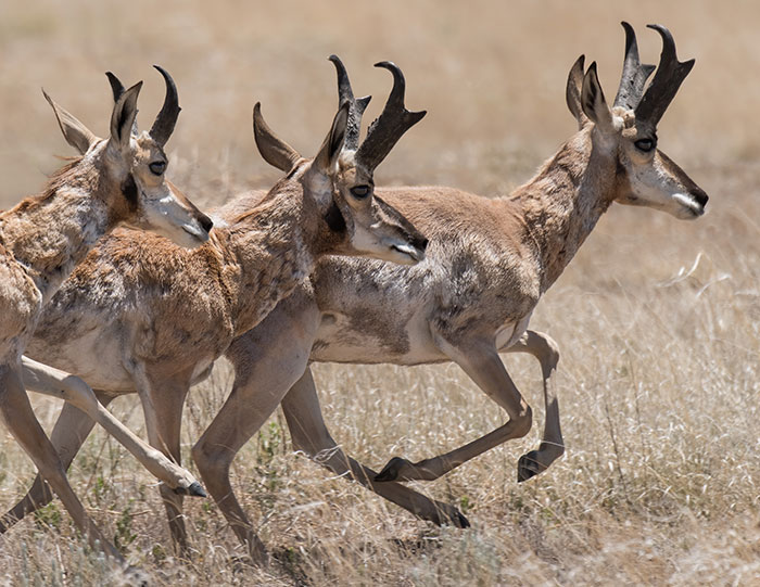 magazine exclsuive articles 2020 June conservation Pronghorn New Mexico High Plains bucks bachelor herds Pronghorn of New Mexico’s High Plains