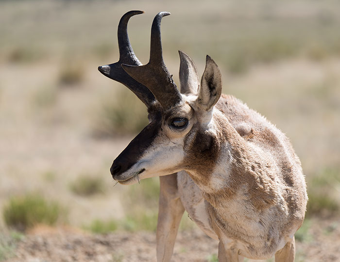 magazine exclsuive articles 2020 June conservation Pronghorn New Mexico High Plains remain calm Pronghorn of New Mexico’s High Plains