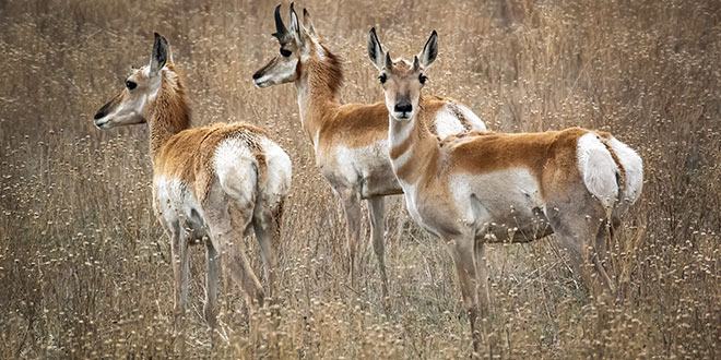Pronghorn of New Mexico's High Plains - New Mexico Wildlife magazine