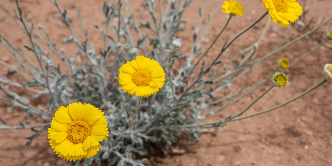 Desert marigold. NMDGF Department photo by Jeremy Lane