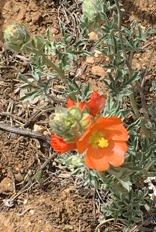 Globemallow. NMDGF Department photo by Alexa J. Henry.